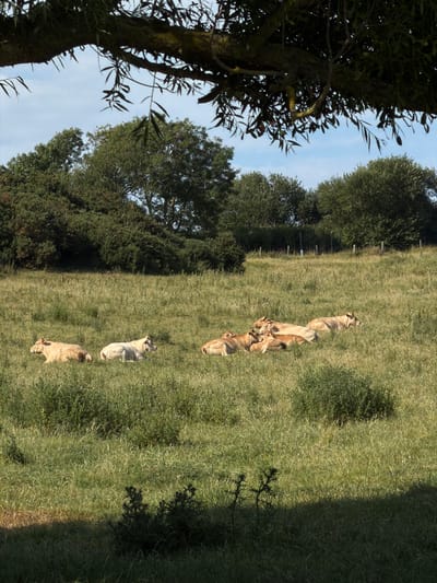 The image depicts a herd of cattle grazing in a lush, green pasture on a sunny day. The cattle, which appear to be of a light brown or cream color, are scattered across the field, with some grazing and others standing or walking. In the foreground, the shadow of a tree falls across the grass, indicating the time of day is likely late afternoon or early morning. In the background, a line of trees forms a dense hedge, and beyond that, more trees suggest a wooded area. The sky is a pale blue, with no visible clouds. The overall scene is peaceful and idyllic, evoking a sense of rural tranquility. The location is identified as Hautot-sur-Mer, France, a coastal commune in Normandy. There is no visible text in the image.