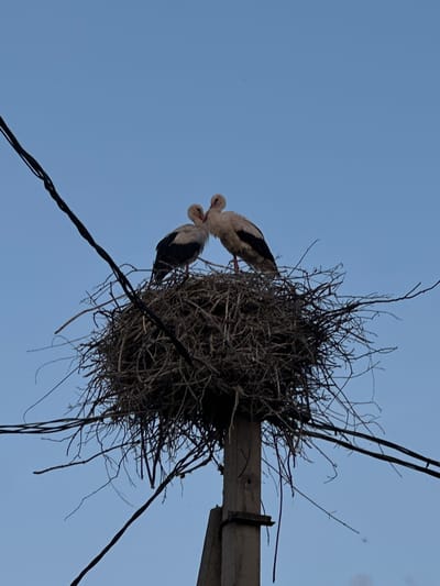 Two storks are perched in a large nest atop a concrete utility pole. The nest is constructed of twigs and branches. The storks are facing each other, appearing to nuzzle or kiss. One stork is predominantly white with black wing tips, while the other is mostly light brown with black wing tips. The sky behind them is a clear, pale blue. Several dark electrical wires are visible in the foreground and background, crossing the frame. The scene is set against a backdrop of a rural landscape, likely within the Буркоўскі сельскі Савет region of Belarus, as suggested by the presence of storks and overhead utility lines.