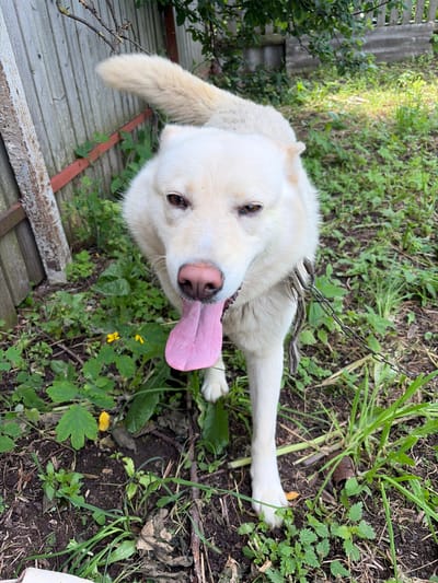 An eye-level, medium shot captures a light-colored dog panting with its tongue out, standing on a dirt and grass area in Nizhnii Vishur, Russia. The dog's fur is predominantly white with hints of light brown around its eyes and ears. It wears a chain leash attached to a collar. Behind the dog is a weathered wooden fence, with green foliage and branches visible above and to the right. The ground is covered in a mixture of dark soil, green grass, and some dry leaves and twigs. A small yellow flower is present in the lower left quadrant of the image. The lighting suggests it is daytime.
