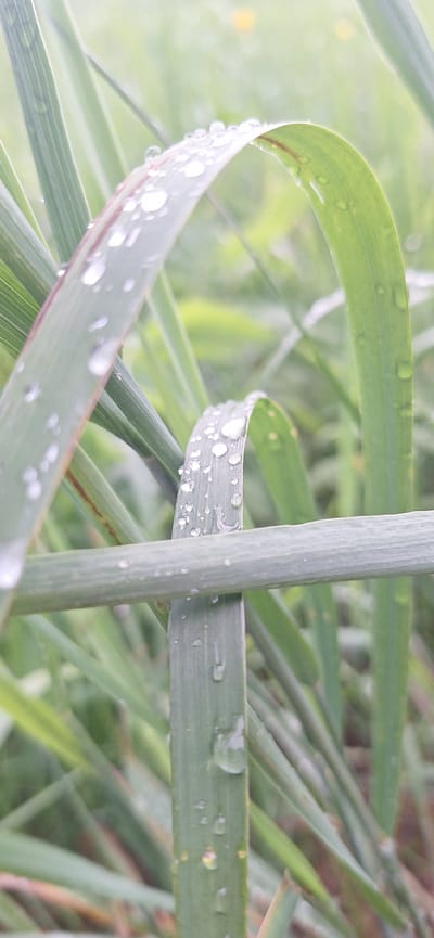 This close-up photograph captures vibrant green foliage adorned with numerous water droplets, suggesting either recent rainfall or morning dew. The primary subjects are long, slender, grass-like leaves and a thicker, cylindrical green stem running vertically through the center-right of the frame.

Many of the leaves are curved and intertwined, forming organic shapes and lines across the composition. Clear, spherical water droplets are visible on the surfaces of the leaves, glistening as they reflect ambient light. Some droplets are larger and more distinct, while others are smaller and more scattered. The background is softly blurred into varying shades of green, creating a shallow depth of field that emphasizes the sharpness and detail of the foreground elements.

The scene depicts a natural outdoor environment, showcasing the delicate beauty of plants after precipitation. The lighting appears soft and diffused, indicative of either an overcast sky or the gentle light of early morning. No human subjects, man-made objects, or visible text are present in the image. The setting is a natural landscape in Jonava, Lithuania.