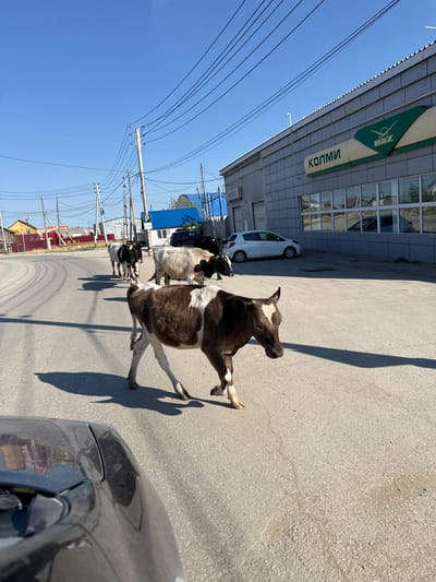 In the city of Prigorodniy, Russia, a herd of four cows is crossing a paved road on a sunny day. The cows are of varying colors, including black and white, and brown and white. The closest cow in the foreground is brown and white, with its head down. Behind it, a black and white cow is partially visible, followed by a larger white cow. Further back, another black and white cow is walking in the same direction. The road is asphalt and has tire tracks. On the right side of the road, a modern, gray building with large windows is visible. A sign above the windows reads "КОЛМИ" in green and white. To the left of the building, a white car is parked. In the background, there are houses with colorful roofs and a blue awning. Overhead, a clear blue sky is crisscrossed with electrical wires and utility poles. The image is taken from the perspective of a car, with the hood of a dark-colored vehicle visible in the lower left corner.