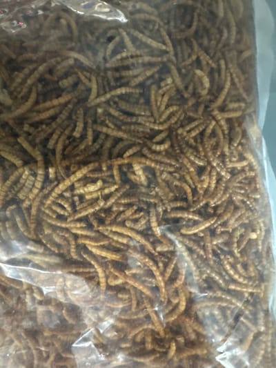 The media file shows a close-up of a clear plastic bag filled with numerous dried mealworms. The mealworms are light brown and appear to be stacked and overlapping each other within the bag. The lighting is diffused and consistent, suggesting an indoor setting. There are no people, animals, or any other objects visible in the image. The scene is entirely focused on the contents of the bag. There is no visible text in the image. The location context of Chociule, Poland is noted but not visually evident in the media itself.