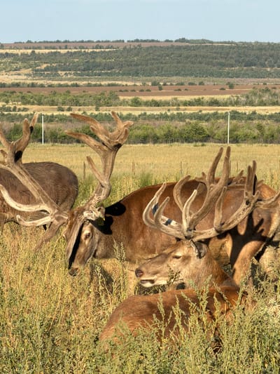 The image depicts a group of red deer with impressive antlers in a grassy field under a clear blue sky. The deer are mostly facing away from the camera, with their heads down. The background features rolling hills covered in vegetation, suggesting a rural or natural environment. The image does not contain any information or visual cues that would allow for the determination of a specific location such as Gornyi Balyklei, Russia.