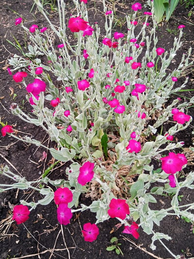 This media file depicts a close-up, high-angle view of a flowering plant with bright pink, five-petaled flowers and fuzzy, silver-green leaves. The plant is set against a background of dark soil with scattered dry grass and a hint of green foliage in the upper right corner, possibly from a larger plant. The flowers are the dominant subject, appearing in various stages of bloom, from buds to fully open blossoms. The soft, fuzzy texture of the leaves and stems is evident, contrasting with the delicate petals of the flowers. The lighting suggests it might be daytime, with overcast conditions that prevent harsh shadows. The overall impression is a natural, outdoor setting, likely a garden or a wild patch of ground in Panino, Russia, given the provided location context. There is no text visible in the image. The focus is entirely on the botanical details of the plant, showcasing its vibrant color and unique texture.