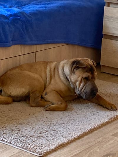 A Shar Pei dog is lying on a beige rug indoors. The dog is light brown and has wrinkled skin. A blue blanket is to the left of the dog, near what appears to be a cabinet or furniture. The floor is light-colored wood. There is no indication of location in Sofiivka, Ukraine, or any other city.