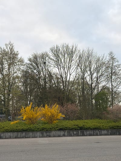 The image depicts a roadside scene in Warmond, Netherlands. On the right, a gray asphalt road runs vertically, bordered by a concrete curb. Adjacent to the curb, a long, green hedge extends along the roadside, punctuated by a vibrant yellow flowering shrub. Behind the hedge, a line of trees with bare branches reaches into the cloudy sky. Some trees show early signs of budding leaves. The sky is overcast with a uniform gray color. There are no people visible in the image.