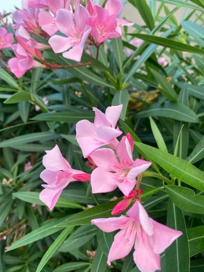 A close-up, eye-level, medium shot captures a cluster of bright pink oleander flowers in bloom. The flowers, with their delicate petals and prominent stamens, are the primary focus. Lush, elongated green leaves form a dense background, interspersed with more of the pink blooms and unopened buds. The setting appears to be outdoors, with hints of what might be a building or sky in the very upper background, suggesting an urban or garden environment. The image was taken in the city of Panormos, Greece, likely in a garden or public green space, given the abundance of flowering plants. No people or animals are visible in the frame. The lighting is natural and diffused, indicating it was taken during daylight hours, possibly on an overcast day or in shade, which contributes to the soft tones of the flowers and leaves. The overall impression is one of natural beauty and tranquility.