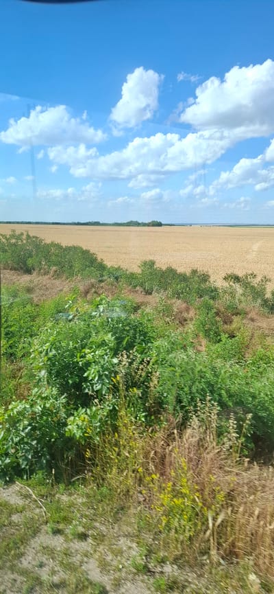 This media file captures a rural landscape in Zgalevo, Bulgaria, during what appears to be a clear, sunny day. The scene is divided into distinct sections, suggesting a view from a moving vehicle, likely a train or car.
On the left, a bright blue sky is adorned with fluffy white cumulus clouds, indicating fair weather. The clouds cast shadows on a large, golden field of harvested crops, possibly wheat or barley, that stretches horizontally across the image. The texture of the field is uniform, suggesting it has been recently tilled or harvested.
Along the edge of the field, a line of green trees creates a dark border before transitioning to a densely vegetated area on the right. This right side of the image is filled with various shades of green foliage, including bushes, shrubs, and grasses. Some dried vegetation and small yellow wildflowers are interspersed within the greenery, adding texture and color.
The overall impression is one of a serene, agricultural setting under a vast sky. There are no people or distinct objects visible, focusing solely on the natural elements of the landscape. The lighting suggests it is daytime, likely mid-morning to late afternoon given the brightness and the clarity of the sky. The reflections on the left side of the image indicate it was taken through a window. No text is visible in the media file.