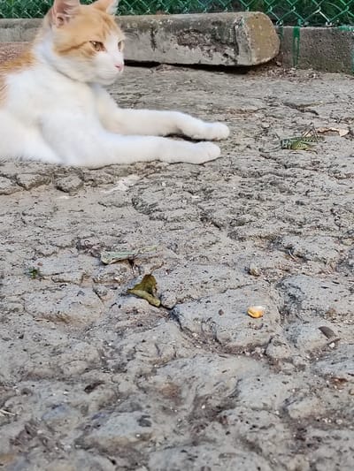 In Ucrainca, Moldova, an orange and white cat lies on a cracked concrete surface. The cat is resting with its front paws extended. Nearby, a green grasshopper is visible on the concrete. The background includes a green chain-link fence and a concrete barrier. Scattered leaves and a small piece of food are also present on the ground.