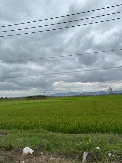 The image depicts an expansive agricultural landscape in Ayun Pa Ward, Vietnam, under a heavily overcast sky. Four parallel dark utility lines traverse the upper portion of the frame. The midground is dominated by vibrant green rice paddies, densely planted and extending to the horizon. Towards the left of the midground, a small cluster of dark green trees or shrubs grows on a slightly elevated mound within the fields. On the far right, a solitary, sparsely foliated tree stands against the backdrop of the rice fields. The background features a long, low mountain range under the gray cloud cover. The immediate foreground consists of a strip of dry, uneven ground covered with sparse green grass and weeds. A crumpled white plastic bag is visible on the ground in the lower-left quadrant, along with other scattered debris. No individuals or active subjects are present in the scene.