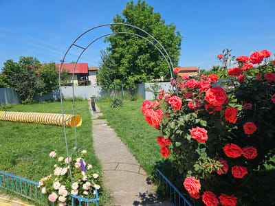 The image depicts a backyard scene in Doganovo, Bulgaria, on a clear, sunny day. The foreground features a vibrant bush of red roses in full bloom, accompanied by a smaller cluster of pale pink roses near a blue metal fence. A concrete pathway winds through a lush green lawn, leading towards a metal archway. To the left of the pathway, a long, yellow, corrugated tube lies on the grass. In the background, residential buildings with red roofs are visible behind a grey fence, surrounded by trees. The sky is a vivid blue with faint white contrails.