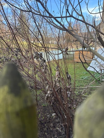 The image displays an outdoor scene in Weißenburg in Bayern, Germany, during late winter or early spring. The foreground is partially obstructed by two blurry, yellowish-green vertical structures on the left and right. Immediately beyond, a dense thicket of slender, dark brown, mostly leafless branches is visible, some bearing small, emerging green leaf buds and scattered clusters of withered brown leaves. A calm, light blue-green body of water extends horizontally across the mid-background. On the far bank of the water, a vibrant green grassy area is present. A small, light brown wooden shed with a dark roofline is situated on this grass to the right. Adjacent to the shed, a white tarp covers an unidentified object, and a low wooden picket fence runs parallel to the water's edge. Numerous bare deciduous trees are visible throughout the background against a clear blue sky with minimal white clouds. No people or active subjects are present.