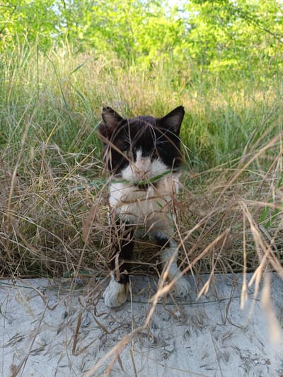 This media file captures a black and white cat sitting amongst dry, tall grass. The cat is facing the camera, with a portion of a green stem held in its mouth. Its gaze is directed forward, and its ears are alert and pointed upwards. The cat's fur is predominantly black on its head, back, and tail, with white markings on its chest, paws, and face. The background consists of lush green trees and foliage, suggesting an outdoor setting with natural vegetation. The foreground shows a concrete surface with scattered debris and more dry grass. The lighting suggests it is daytime, likely morning or late afternoon, given the warm tones and soft shadows. The overall mood of the image is serene, with the cat appearing to be in a peaceful, natural environment. The location is Dnestrovsk, Moldova. There is no visible text in the image.