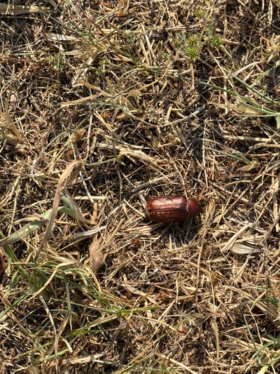 A brown beetle lies on dry, dead grass and some green blades of grass on the ground. The location is identified as Kulata, Bulgaria.