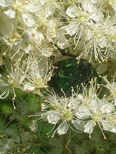 A green beetle is visible on a cluster of small white flowers with yellow stamen. The beetle has a shiny, iridescent green carapace and is partially obscured by the petals and stamen of the flowers. The flowers appear to be in bloom, with many individual florets clustered together. The background consists of blurred green foliage. The scene is likely an outdoor environment, possibly a garden or park, given the presence of flowers and vegetation. The location in Smorodinka, Russia, is a rural settlement known for its natural surroundings and agricultural activities.