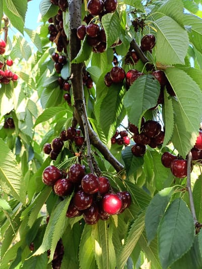 This media file depicts a close-up, low-angle shot of ripe, dark red cherries hanging from a tree branch. The cherries are clustered together, with some individual fruits clearly visible, glistening in the sunlight. Their skin appears smooth and taut, suggesting ripeness. Lush green leaves surround the cherries, creating a vibrant contrast. The leaves are broad and serrated, characteristic of a cherry tree. The background is a blur of green foliage and a clear blue sky, indicating it is daytime with good weather. The lighting suggests it might be late morning or early afternoon, with the sun casting bright highlights on the cherries. The setting appears to be an orchard or a garden with cherry trees, possibly in rural Moldova, given the location context of Fundurii Vechi. There is no visible text in the image. The overall impression is one of abundance and natural beauty, capturing the essence of a fruitful harvest. The image focuses on the detail and texture of the cherries and leaves, emphasizing their natural appeal.