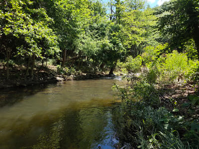 A wide-angle, eye-level shot captures a serene natural landscape within Pchelishte, Bulgaria. The scene is dominated by lush green trees and a gently flowing river. The river, appearing somewhat murky with a greenish-brown hue, reflects the surrounding foliage and the bright blue sky with scattered white clouds visible above the tree canopy. Sunlight filters through the dense leaves, creating dappled patterns on the water and the forested banks. The left bank of the river is lined with trees, some with exposed roots, and a rocky, debris-strewn shoreline. The right bank is densely vegetated with a variety of plants, including tall grasses and broader-leafed bushes. The water itself shows subtle ripples and some small disturbances on the surface. The overall impression is one of a tranquil, sunlit day in a wooded riverside environment. There are no people or animals visible in the image.