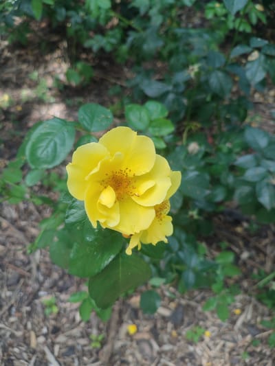 A close-up, vertical, eye-level shot focuses on a bright yellow rose bloom. The rose, with multiple petals, some unfurling outwards and others tightly curled inwards, is the central subject. The stamen of the rose are visible and are a reddish-brown color. The bloom is surrounded by dark green, glossy leaves. The background consists of out-of-focus green foliage and a ground covered in mulch and small twigs. There is no indication of the city of Bielsko-Biala, Poland in the image.