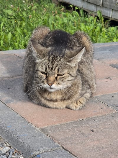 The image shows a tabby cat lying on a paved surface in Velykyi Zhytyn, Ukraine. The cat is mostly a grey and brown tabby pattern with a fluffy tail. It is lying in a loaf position, with its paws tucked underneath its body. The cat's eyes are partially closed, and its ears are perked forward. The paved surface appears to be made of interlocking bricks, with a grey border around it. In the background, there is lush green grass and some wooden structures. The lighting suggests it is a sunny day.