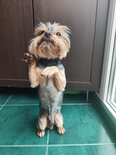 A small, light brown and grey Yorkshire terrier stands on its hind legs in front of a dark brown wooden cabinet. The dog's front paws are raised, with the left paw extended upwards. The dog's head is tilted back, looking upwards. The floor is tiled in a teal green color. A window with white trim is visible on the right side of the image. The scene appears to be an indoor balcony or enclosed patio area.