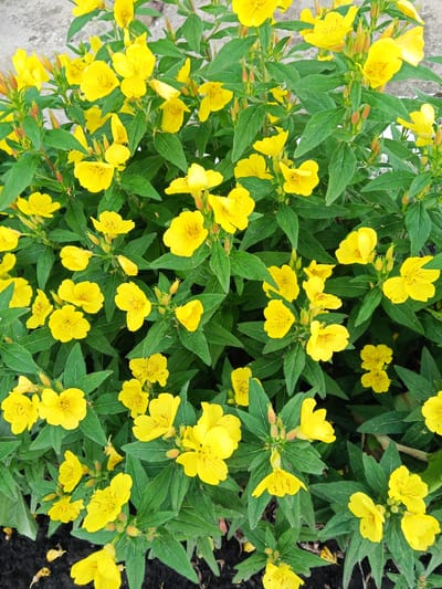 This is a close-up, eye-level shot of a flowering plant, likely in a garden or natural setting. The primary subjects are numerous bright yellow flowers with ruffled petals and dark red-brown centers, interspersed with vibrant green, lance-shaped leaves. The plant has a bushy, dense growth habit, with many buds and flowers at various stages of bloom. The background is out of focus, but appears to be a light-colored, textured surface, possibly a wall or paving stones, and darker soil or mulch at the bottom of the frame. There is no discernible activity or event taking place; the image captures a static moment of the plant in bloom. Notable details include the delicate veining on the petals of some flowers, the reddish hue of the unopened buds, and the soft focus that emphasizes the texture and color of the foliage and blossoms. The lighting suggests daylight, possibly mid-morning or late afternoon, with soft shadows. There is no visible text in the image. The location context provided is Panino, Russia.
