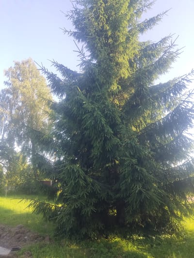 A large, mature spruce tree dominates the center of the frame, its dark green needles catching the sunlight. To the left, a lighter-colored deciduous tree, possibly a birch, is visible, its leaves also illuminated by the sun. The background shows a clear, pale blue sky. The foreground consists of a patch of green grass with some disturbed earth and a dark circular object near the bottom left corner, suggesting recent digging or construction. A hint of a wooden structure or fence is visible behind the spruce tree. The scene appears to be outdoors, likely in a rural or suburban setting within the village of Lebedzevski Sel'ski Savet, Belarus.