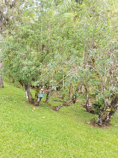 The image displays a verdant outdoor scene in Pachmarhi, India, characterized by dense vegetation. The foreground is dominated by neatly cut, vibrant green grass. In the midground, a cluster of small trees or large shrubs with light-colored, moss-covered trunks and abundant green foliage stands on slightly elevated ground. A small, rectangular teal-colored informational sign, partially legible and indicating "COFFEE" along with other text, is attached to the base of one of the trees on the left. The ground directly beneath these trees is covered with exposed soil and some organic debris rather than grass. The background features a thick canopy of diverse green trees and other plant life, suggesting a forest edge or a botanical garden environment. No individuals or animals are present.