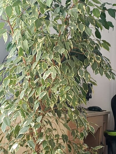 A variegated Ficus benjamina plant is the sole subject of the image. The plant has numerous leaves, each featuring a green center with white or cream-colored edges. The plant's branches are slender and brown. It is situated indoors, with a light-colored wall in the background. To the right of the plant, a portion of a wooden cabinet is visible, with a black computer mouse resting on its surface. Further to the right, the back of a black chair with green accents can be seen. The image provides no information about the city of Zaturtsi, Ukraine.