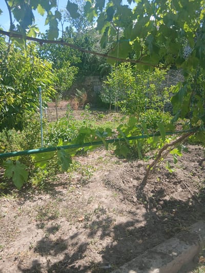 The image depicts a sunny outdoor scene, likely a garden or backyard in Nova Odesa, Ukraine. The foreground is dominated by dry, sandy soil with sparse patches of green grass and small plants. A concrete border runs along the bottom right of the frame. Overhead, a grape vine with large green leaves is supported by a horizontal metal bar, which is green and appears to be a pipe. The vine itself is a woody stem with several green leaves and small bunches of green grapes. To the left of the vine, a thin blue pole is visible, possibly a support for another plant. Behind the vine, the background is filled with dense green foliage of various trees and shrubs. A stone wall is partially visible in the upper right portion of the image, suggesting the boundary of the property. Sunlight casts shadows across the ground, indicating it is daytime. There are no people or animals visible in the frame. The overall impression is one of a cultivated but somewhat unkempt outdoor space in a rural or semi-rural setting.