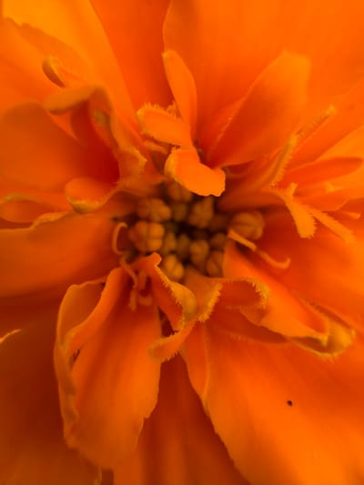 A macro photograph captures the intricate details of an orange flower's center. The petals are layered and ruffled, with a fuzzy texture along their edges. In the very center, a cluster of small, yellow, pod-like structures are visible, likely the reproductive parts of the flower. The lighting is warm and highlights the vibrant orange hues of the petals. The image appears to have been taken indoors or in a controlled environment, as no background elements are visible. The photograph is cropped tightly, focusing solely on the flower's bloom. There is no discernible information in the image to suggest its location in Blagoveshchenskoe, Russia, or any other specific geographic location.