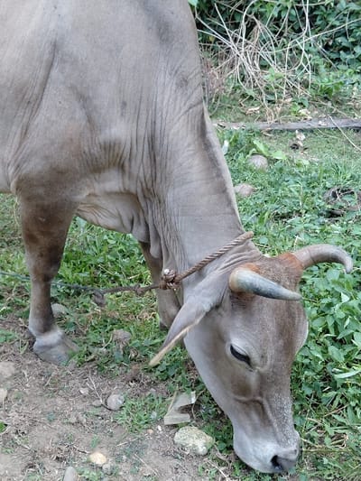An adult cow, exhibiting a gray-brown hide with visible skin folds, is depicted grazing in Keude Cunda, Indonesia. The animal wears a rough, twisted rope halter around its head and neck, with the rope secured by a knot above its left ear. The cow possesses two short, curved horns; the visible left horn has a darker base transitioning to a lighter, greenish-blue tip. Its head is lowered, with its muzzle pointed towards the ground, suggesting active consumption of vegetation. The immediate foreground consists of dry, light brown soil mixed with scattered small rocks and sparse green grass patches. The midground and background feature denser growth of green foliage, including broad-leafed plants and slender stalks, with some dried, lighter-colored plant material visible further back. No human figures are present.