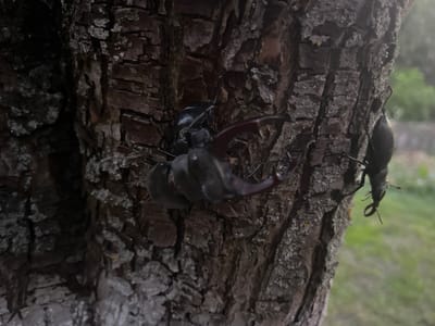 Two stag beetles are shown on the rough bark of a tree. The larger beetle, on the left, is dark brown with prominent, antler-like mandibles. It appears to be grappling with or positioned over a smaller, dark beetle. The smaller beetle, to the right, is elongated and also dark. The tree bark is deeply furrowed and shows patches of lighter colored lichen. The background is out of focus, with green foliage suggesting an outdoor environment, possibly a park or garden. The scene is illuminated by natural light, casting shadows on the bark.