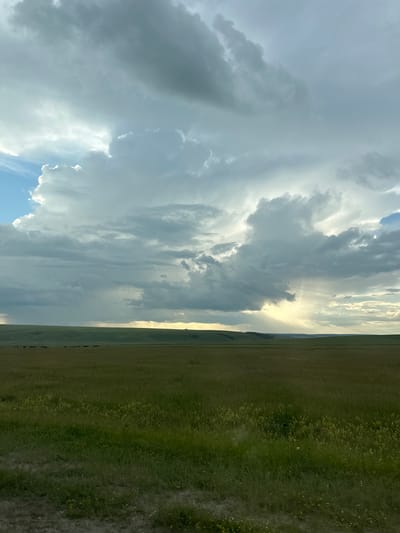 A vast, rolling prairie stretches across the horizon under a dramatic sky filled with large, dark cumulonimbus clouds. Shafts of sunlight pierce through the clouds in several places, illuminating patches of the distant landscape. A faint line of rain is visible in the distance. In the middle ground, a herd of dark, indistinct animals, possibly cattle, graze on the green grass. The foreground is dominated by tall, green grass with scattered small yellow wildflowers. The overall impression is one of a wild, open, and somewhat stormy natural landscape. The location provided in the prompt, Liury, Russia, cannot be verified or determined from the visual information within the image itself.