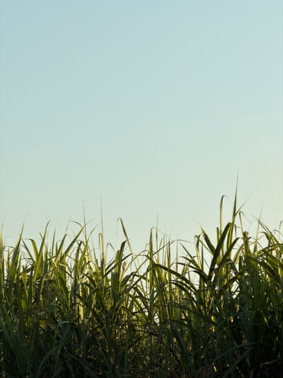 Green, grassy plants fill the right side of the frame. The sharp, linear blades overlap and point upwards. The left side of the image features a soft blue sky. The sunlight gently illuminates the plants, creating subtle variations in their green hues. The composition has a strong diagonal separation between the natural elements.
