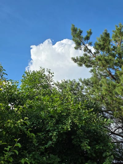 The image is a medium-shot, low-angle photograph taken outdoors, looking up at the sky. The sky is a vibrant blue, with a large, fluffy white cumulus cloud dominating the upper left quadrant. In the foreground and midground, various trees are visible. On the left side, there is a dense cluster of lush green deciduous trees with abundant foliage. To the right, a portion of a pine tree with its characteristic green needles and branches is prominent, partially obscuring the sky and the deciduous trees. The lighting suggests it is daytime, likely a sunny day, with the sun illuminating the cloud and the trees from above and slightly to the right. There are no people or man-made structures clearly visible in this frame, suggesting a natural outdoor setting, possibly a park or a wooded area within or on the outskirts of Petrushenko, Russia.