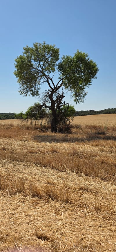 This is a vertical, full-frame photograph of a rural landscape in Angüés, Spain, under a clear blue sky. The scene is dominated by a field of dry, golden straw bales occupying the right two-thirds of the image, with a large, mature tree with green foliage standing prominently on the left.

The tree, with its gnarled and twisted branches, appears to be the sole living entity in the immediate vicinity, contrasting sharply with the harvested field. Behind the tree and the straw bales, a distant line of trees suggests a further wooded area, or perhaps the edge of the farmland. The sky is a uniform, bright blue, indicating a sunny day, likely in the late afternoon or early evening given the warm, golden hue of the straw and the long shadows that would be cast.

The overall mood is one of tranquility and the quiet beauty of a post-harvest rural setting. There is no visible text in the image. The photograph captures the essence of a dry, summer day in the Spanish countryside.