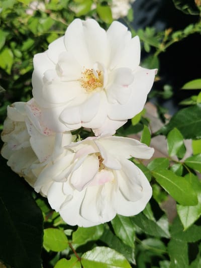 The image shows a close-up view of three white roses with pink tinges on their petals, surrounded by green foliage. The roses are in various stages of bloom, with the topmost rose fully open and displaying its yellow stamens. The background is softly blurred, with hints of dark shadows and lighter dappled areas, suggesting an outdoor setting with sunlight filtering through. The overall impression is one of natural beauty and tranquility. There is no information in the image to suggest its location in the city of Antony, France.