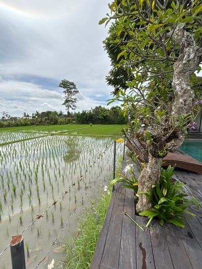 A close-up shot presents a tree trunk with orchids growing on it, set against a backdrop of a rice field filled with water. Seedlings form parallel lines across the watery surface, reflecting the sky and surrounding trees. Wooden decking borders the scene, with a partial view of a chair. The sky is overcast, casting a soft light.
