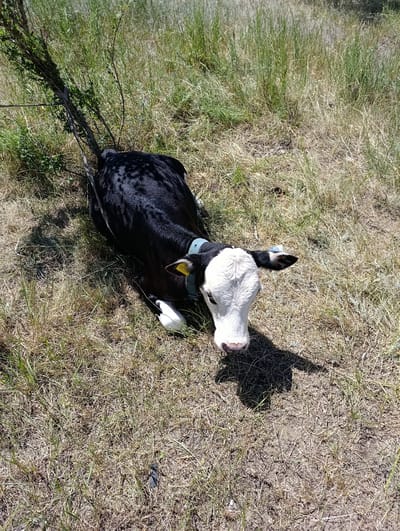A black and white calf is lying in dry grass. The calf is wearing a light blue collar with a yellow ear tag attached to its right ear. The ear tag has the number "00671103" printed on it. A thin rope is tied to the calf's collar and extends to the left, where it is wrapped around a thin, leafless branch of a bush. The calf is facing forward, with its head slightly turned to the right. Its eyes are open, and its mouth is closed. The background consists of dry, yellowed grass and some green patches of taller grass. The scene appears to be outdoors, in a rural or natural setting. The image was taken in or around the city of Қызылжар, Kazakhstan, suggesting a location within this geographical area.