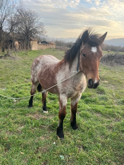 A young horse stands tethered in a grassy field in Zlatovrah, Bulgaria. The animal is a roan or appaloosa-patterned equine with a brown head, a white star marking on its forehead, and a dark mane. Its body exhibits a mottled reddish-brown and light grey-white coat pattern, with darker brown to black lower legs and hooves, the front left hoof displaying a white marking. A black halter is secured around its head, from which a white rope extends downwards, appearing to be tethered. The horse faces forward, looking directly towards the viewer.
In the mid-ground, to the left of the horse, stand two large, bare deciduous trees, partially obscuring a dilapidated, single-story structure with stone or adobe walls and a partially collapsed red-tiled roof. Further to the right of this structure, another section of a similar wall is visible. To the far right, a pile of cut branches and brushwood is present. A second, lighter-colored horse is partially visible in the distant background to the right, behind the brush pile.
The environment consists of green grass with patches of dry vegetation. The background features distant hills or mountains under a partly cloudy sky, with scattered light clouds. The lighting suggests either early morning or late afternoon conditions.