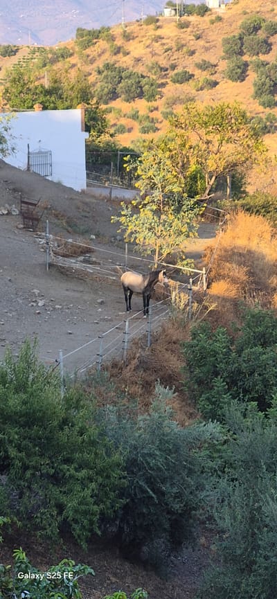 The image depicts an outdoor scene in Almáchar, Spain. A dark-colored animal, possibly a goat or a donkey, stands in a fenced area. The animal is light-colored on its belly and darker on its legs and head. The fence appears to be made of metal posts and wires, suggesting a pen or enclosure.
The setting is hilly and dry, with sparse vegetation consisting of scrub brush, dry grasses, and some trees. In the background, a white building with a metal grate on a window is visible. The time of day appears to be late afternoon or early evening, as indicated by the warm, golden light illuminating the landscape and casting long shadows. The sky is not visible in the frame.
The overall impression is one of rural simplicity and a natural, perhaps arid, environment. The animal is the central subject, and its presence within the enclosure is the main activity depicted. The image is oriented vertically. The text "Galaxy S25 FE" is visible in the lower right corner, indicating the device used to capture the photograph.