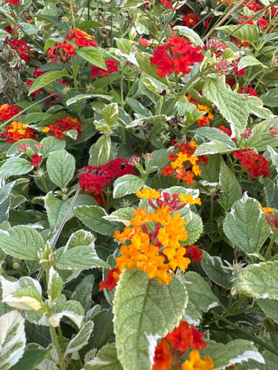 This media file is a close-up, eye-level shot of a dense bush with a variety of colorful flowers and variegated leaves. The primary subjects are the clusters of small flowers, which range in color from vibrant red and orange to bright yellow. Interspersed among the flowers are numerous green leaves with white or light-colored edges, creating a variegated pattern. The bush appears lush and healthy, with many blooms and foliage creating a layered effect.

The scene is natural, suggesting an outdoor setting, likely a garden or park, given the abundance of flowering plants. There are no people or man-made objects prominently featured, aside from a thin, metallic rod or wire that is partially visible in the lower right quadrant of the image, intersecting some of the foliage. The lighting suggests it is daytime, with the sunlight illuminating the flowers and leaves, highlighting their textures and colors. There are no clear indicators of specific weather conditions, but the vibrancy of the colors implies pleasant conditions.

Notable details include the intricate patterns on the leaves and the tightly packed clusters of tiny flowers. The overall impression is one of natural beauty and abundance. The location context provided indicates Givat Shmuel, Israel, which could suggest a warm climate suitable for such flowering plants. No visible text is present in the image.