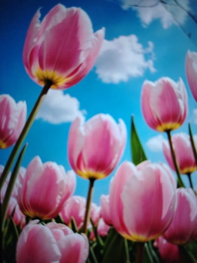 The image shows a close-up view of several pink tulips with yellow centers, against a bright blue sky with white clouds. The tulips are in various stages of bloom, with some appearing fully open and others still partially closed. The stems of the tulips are green and thin, and they are interspersed with green leaves. The overall impression is one of a sunny and vibrant spring day. The image does not contain any information about the city of Qorowul, Uzbekistan, nor does it depict any people or specific actions. The scene is a naturalistic composition of flowers and sky.