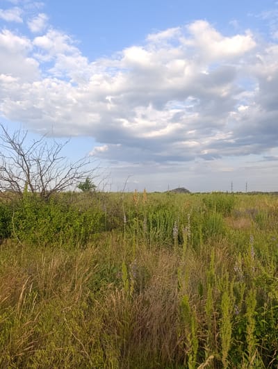 The image depicts an outdoor scene in Chystiakove, Ukraine, characterized by a vast, overgrown field under a partly cloudy sky. The foreground is dominated by tall, dry grasses and green foliage, interspersed with vertical stalks of flowering plants, some with visible purple blossoms. To the left, a large, bare-branched bush or small tree stands amidst dense green undergrowth. In the mid-ground, the field continues, with more scattered greenery and glimpses of distant power lines. A conical hill is visible in the far distance, under the wide expanse of the sky, which features scattered white and gray clouds against a pale blue backdrop. The overall impression is one of a rural or semi-rural landscape, possibly on the outskirts of the city.