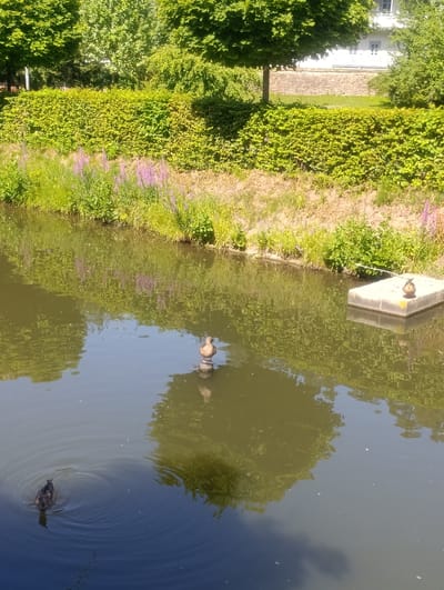 The image shows a body of water, likely a canal or pond, with ducks swimming. In the background, there is lush green vegetation and trees. A concrete structure is visible in the water, with a duck perched on it. Another duck is swimming in the foreground. The scene appears to be a naturalistic setting within a city, possibly a park or a recreational area. Based on the provided context, this image is located in Luhačovice, Czechia.