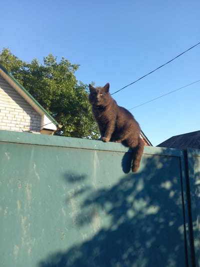 A fluffy, dark grey cat is the main subject of this low-angle shot. The cat is perched precariously on the edge of a weathered, teal-colored metal surface, likely a door or panel, which takes up the right side of the frame. The cat is facing left and looking downwards, with its body stretched out horizontally. Its fur appears thick and soft, and its tail is extended behind it. A small yellow tag is visible on its ear.
In the background, a clear, bright blue sky dominates the upper left of the image. A dark wire, possibly a power line, stretches diagonally across the sky. Below the sky and to the left of the metal surface, a portion of a residential building with a white brick facade and a green-capped roof is visible. Lush green foliage from a large tree cascades down from the upper left, partially obscuring the building.
The lighting suggests it is a sunny day, with strong shadows cast by unseen foliage onto the metal surface, creating an abstract pattern of light and dark shapes. The overall impression is one of a cat exploring its surroundings, possibly at a height that evokes a sense of mild peril or adventurousness. The setting appears to be an outdoor urban or suburban environment. No text is visible in the image.