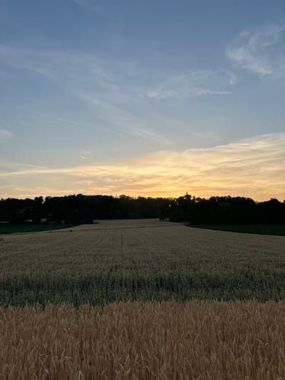 The image depicts a landscape scene at dusk in Niederhausbergen, France. The foreground is dominated by a field of wheat, transitioning from a golden, ripe color on the left to a darker, greener hue on the right. A line of dense trees borders the field, casting a shadow that creates a sharp division between the cultivated land and the natural horizon.

Beyond the trees, the sky is a canvas of changing light. The setting sun is low on the horizon, painting the clouds with warm shades of yellow and orange. Wispy, thin clouds stretch across the sky, indicating fair weather conditions. The overall atmosphere is serene and peaceful, evoking the calm of a day coming to a close. The image is oriented vertically, giving a sense of looking up towards the sky or across a vast expanse of land. There is no visible text in the image.