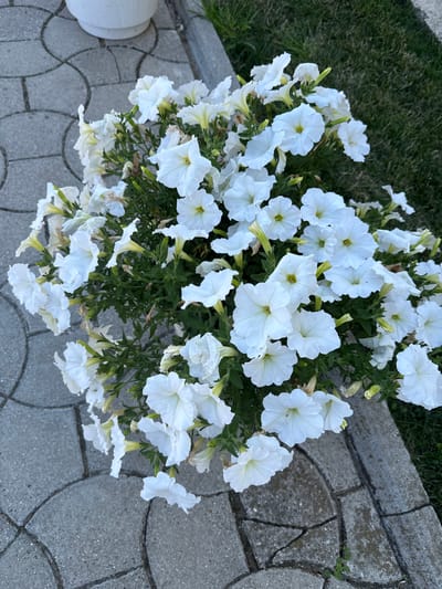 A cluster of white petunia flowers is shown in a pot on a patio. The patio is made of grey interlocking pavers with visible cracks. To the right of the patio is a patch of green grass. The image is taken from a high-angle perspective, looking down at the flowers.