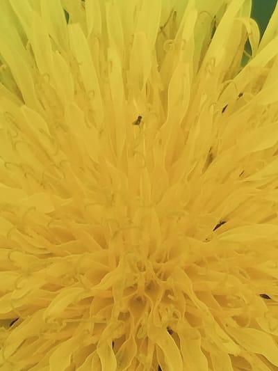 A close-up, high-angle shot shows the yellow petals of a dandelion in Akbasheva, Russia. Several small, dark insects are visible on the petals. The lighting is bright and even, highlighting the intricate details of the flower. The background is slightly blurred, focusing attention on the central subject.