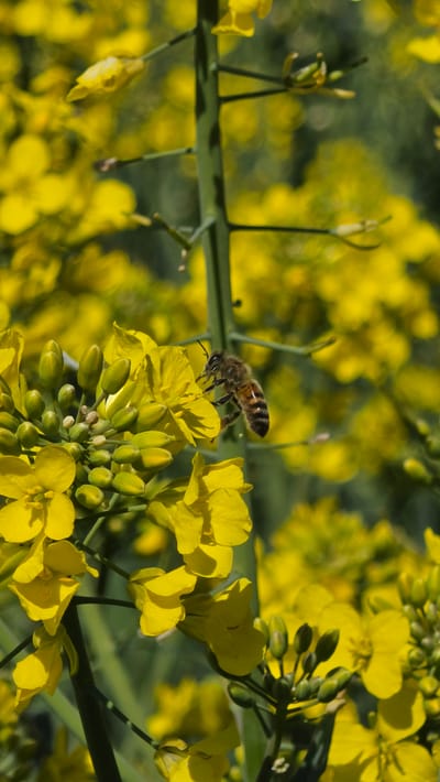 A honeybee is perched on a cluster of bright yellow rapeseed flowers in a field in Ihringshausen, Germany. The bee, identifiable by its striped abdomen and hairy body, is positioned atop the petals, likely collecting pollen or nectar. The background consists of a blurred expanse of additional rapeseed flowers, creating a sea of yellow. A green stem is visible behind the bee, adding a contrasting element to the composition.